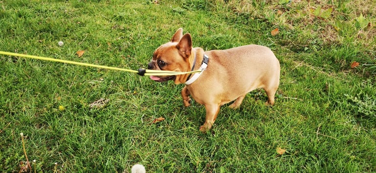 French Bulldog