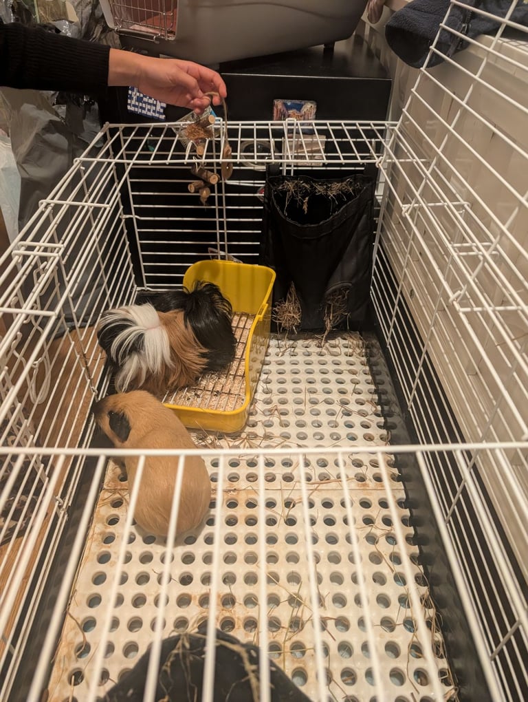 2 little guinea pigs 