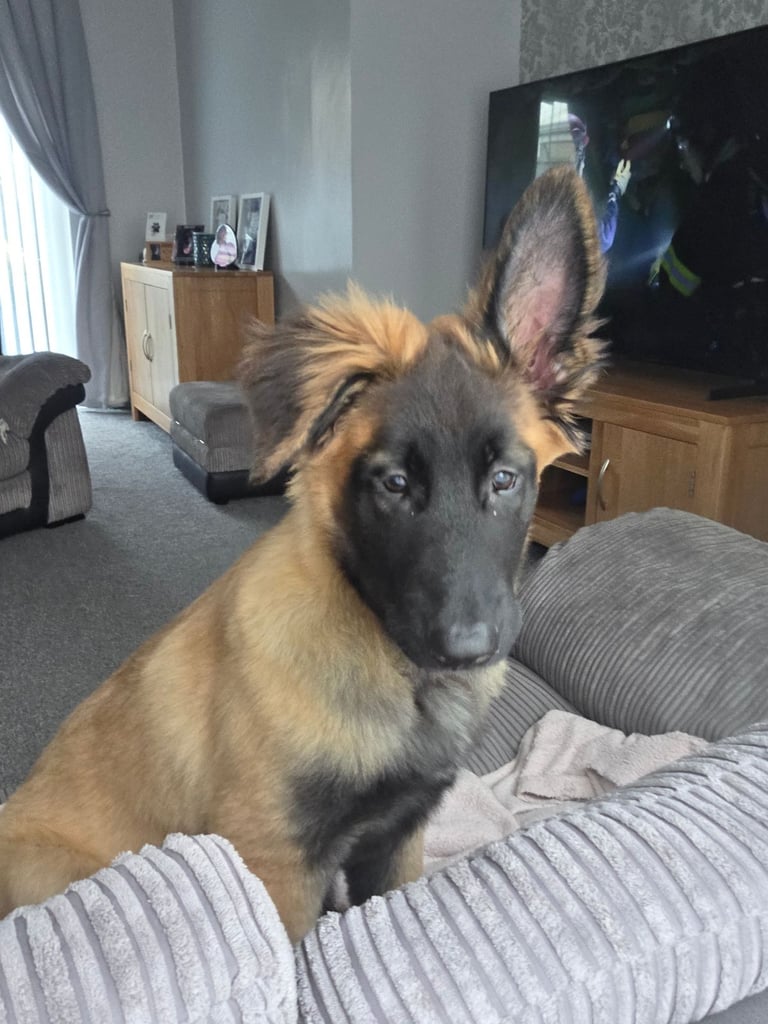 15week belgian malinois pup