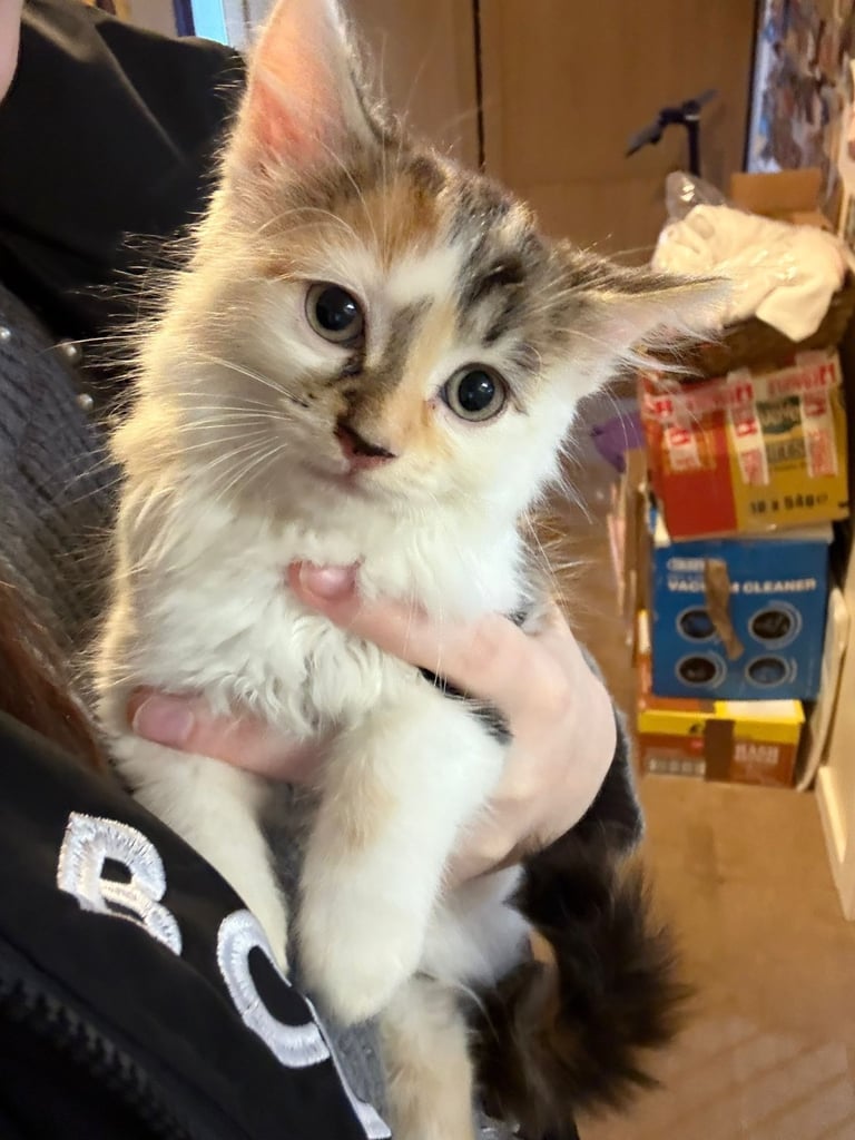 image for Cute kittens