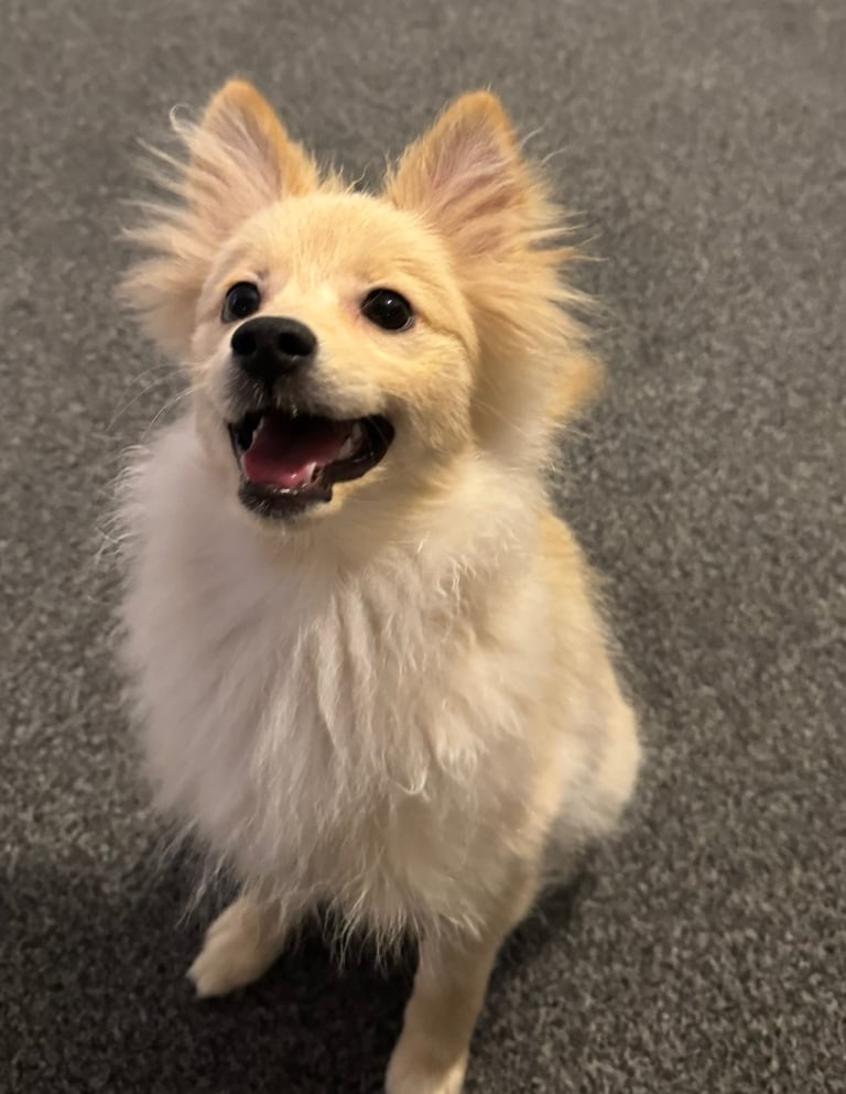 Male Pomeranian for sale 