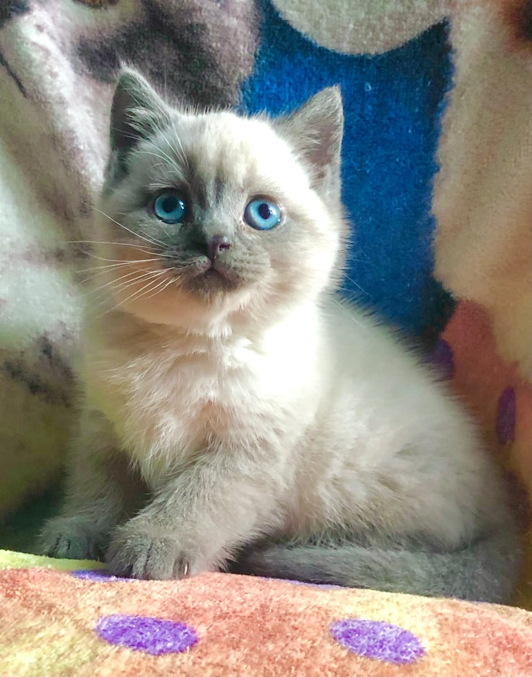Gorgeous Colourpoint BSH kittens 