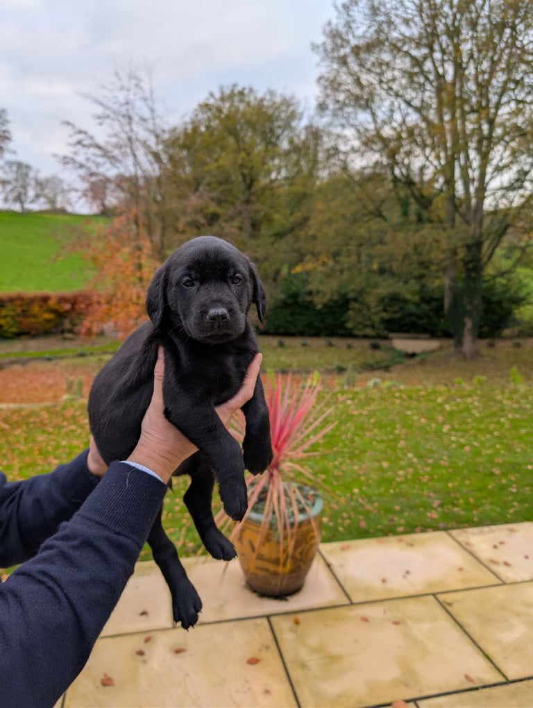 Outstanding Labrador Pupies For sale