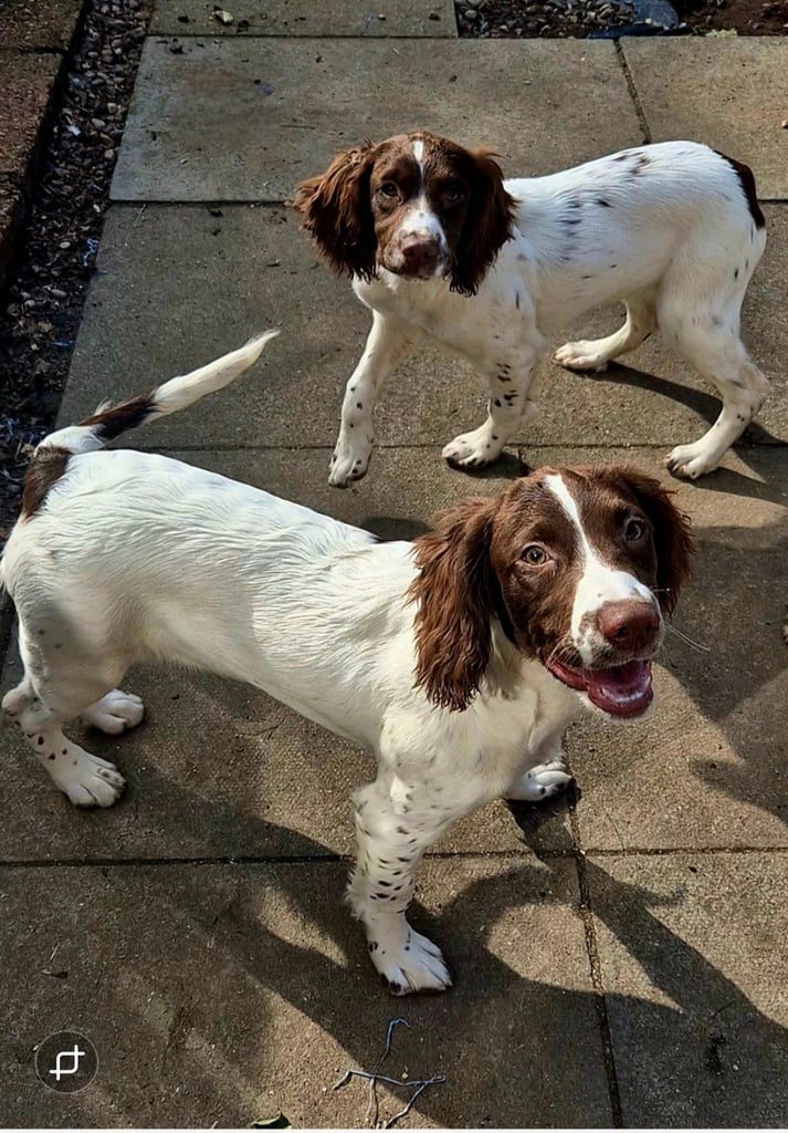 2 pups for sale £500 each