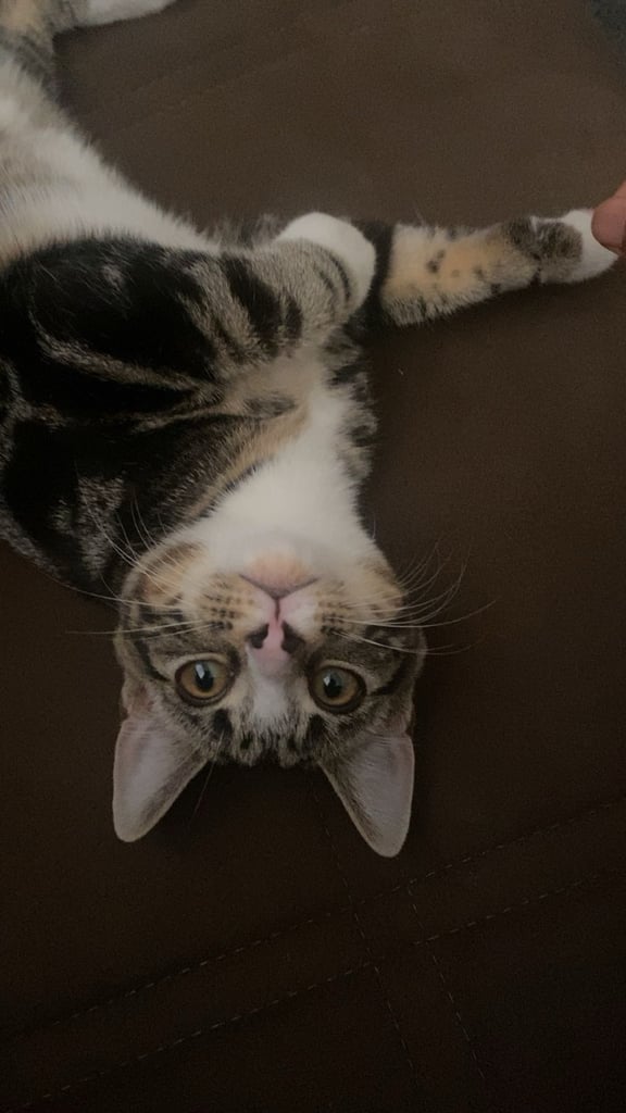 Friendly tabby kitten 6 months ready for new home 