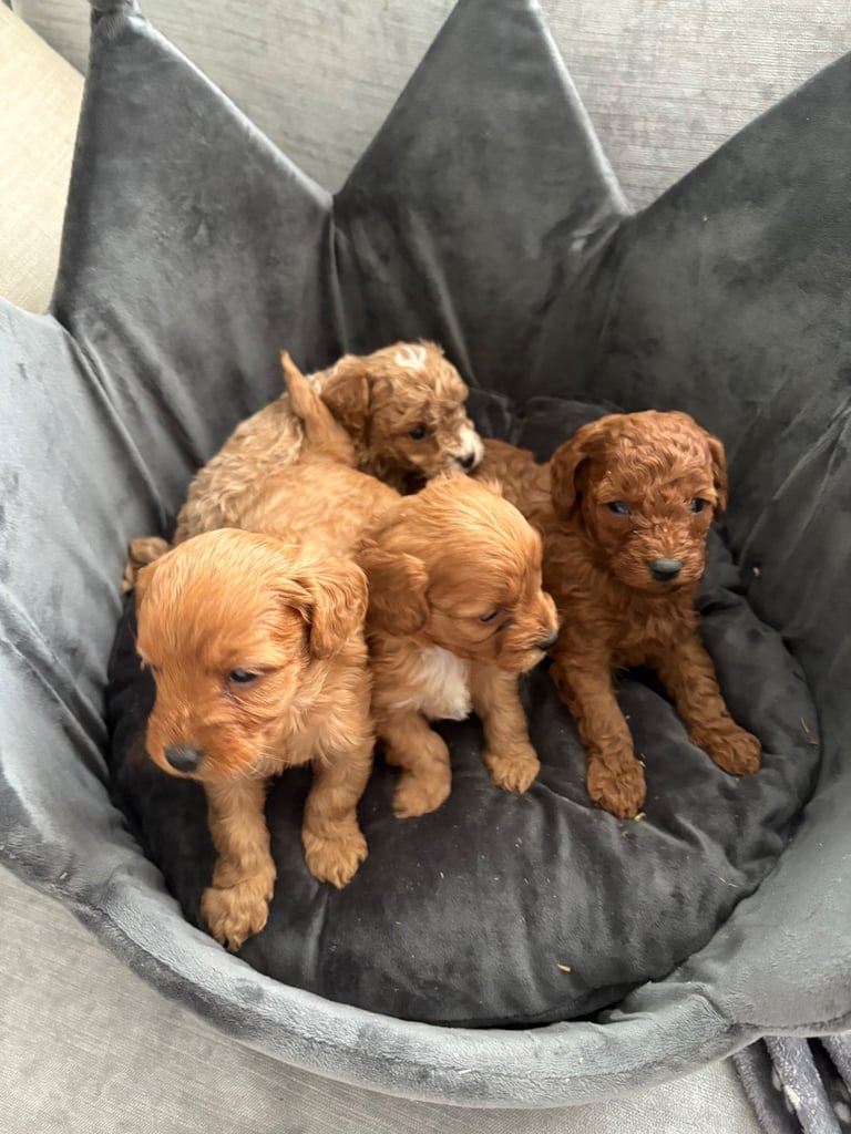 Toy f1b cavapoo puppies 