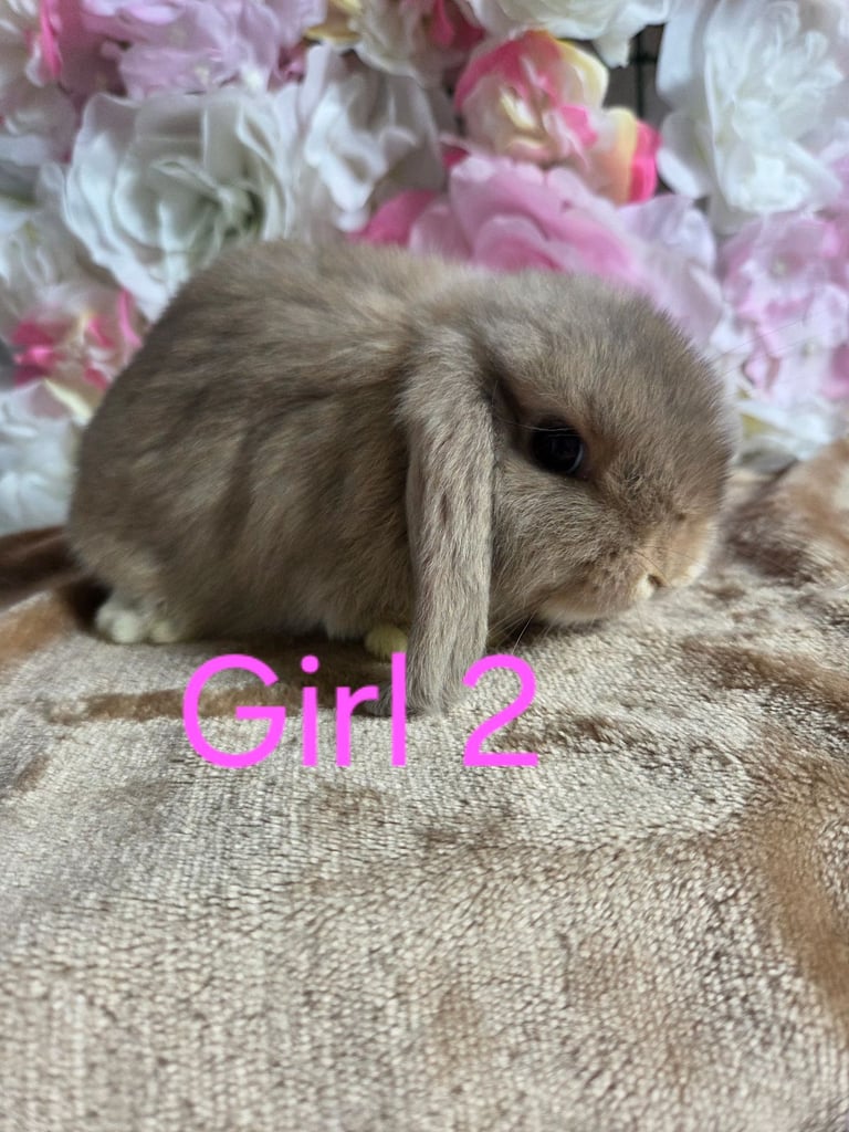 Mini lop babies available 