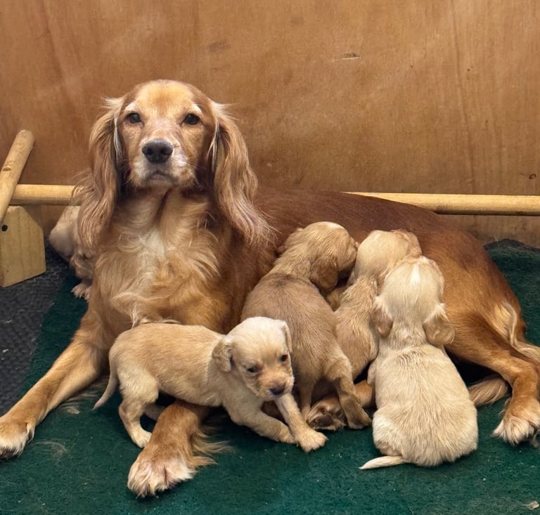 image for Cocker Spaniel Pups 