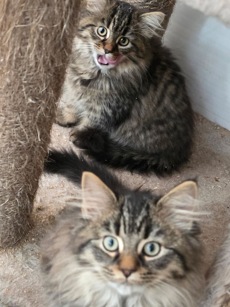 Polydactl maine coone kittens 
