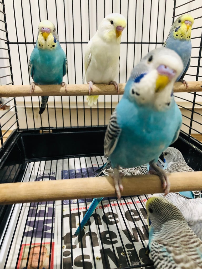 Beautiful colour’s Baby Budgies and other birds 