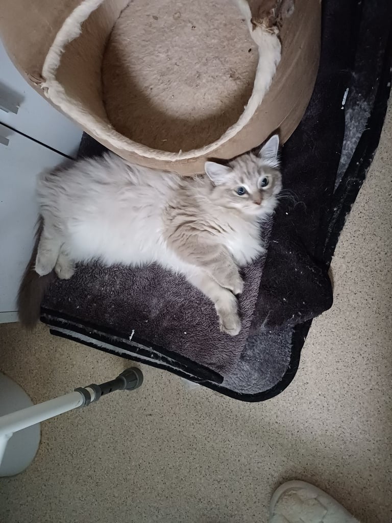 Rehome 5 month old Ragdoll/MaineCoon