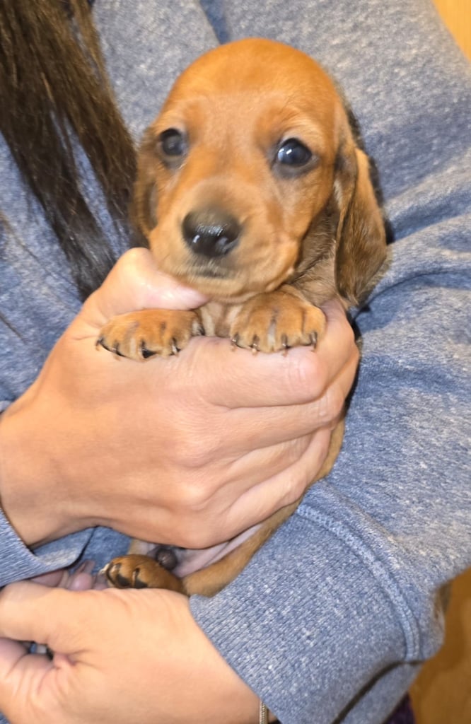 Miniature dachshund puppies 