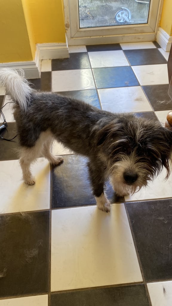Rehoming only to a good home