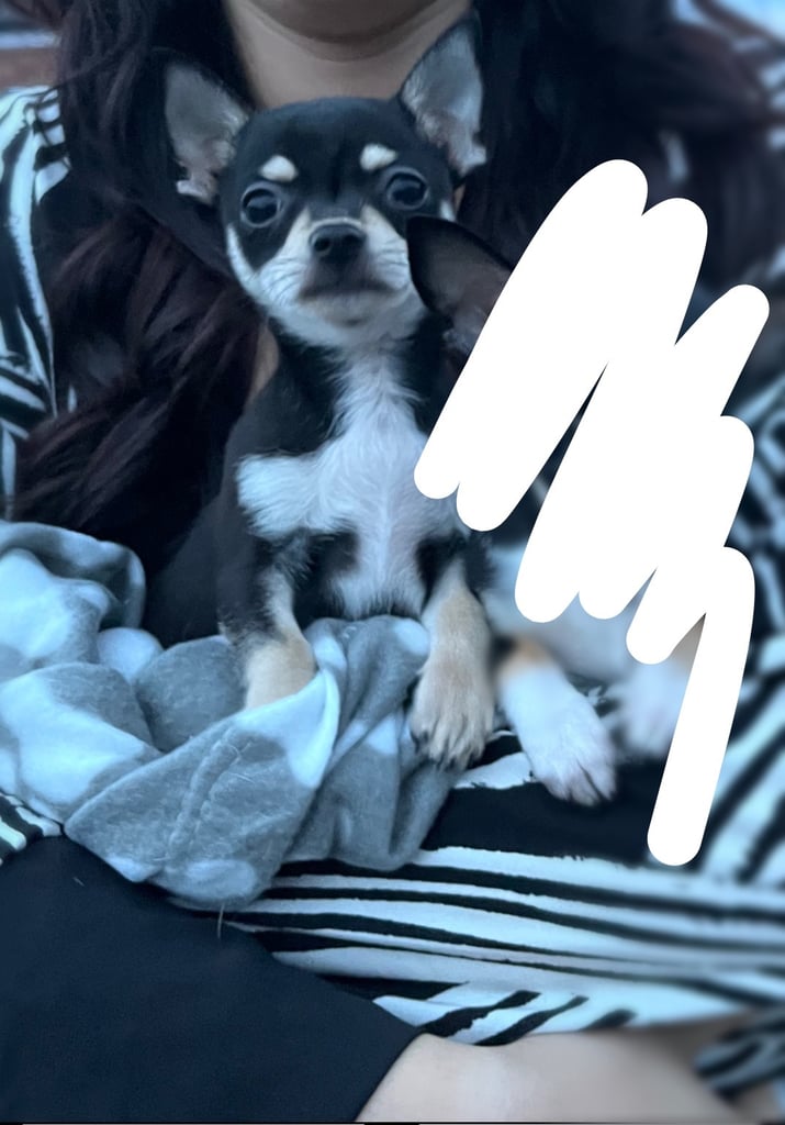 Tiny pure chihuahua puppies 