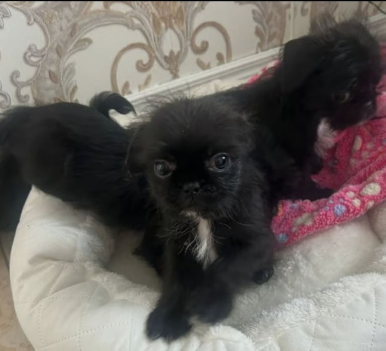 Shih tzu cross 