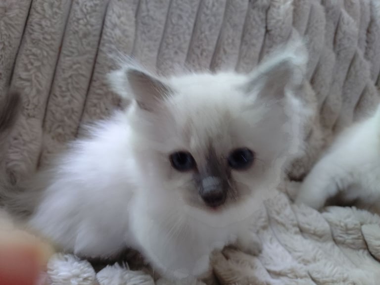 image for Ragdoll Purebred Bluepoint Kittens 