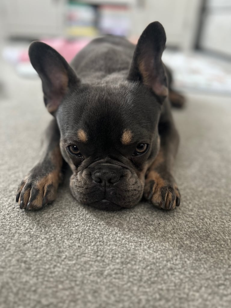 Neutered male French bulldog 