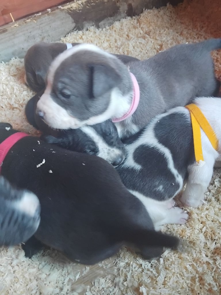 4 boys 2 girls 