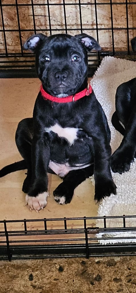 Staffordshire bull terrier pups 
