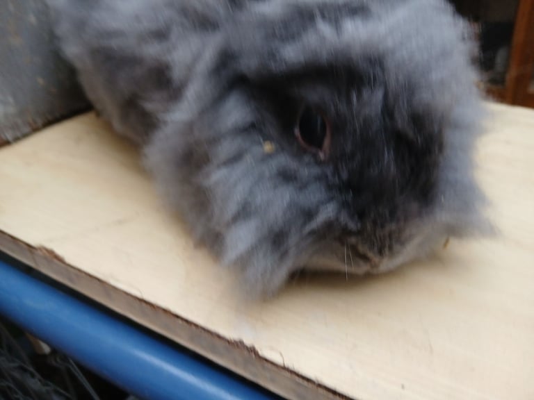 Fluffy 