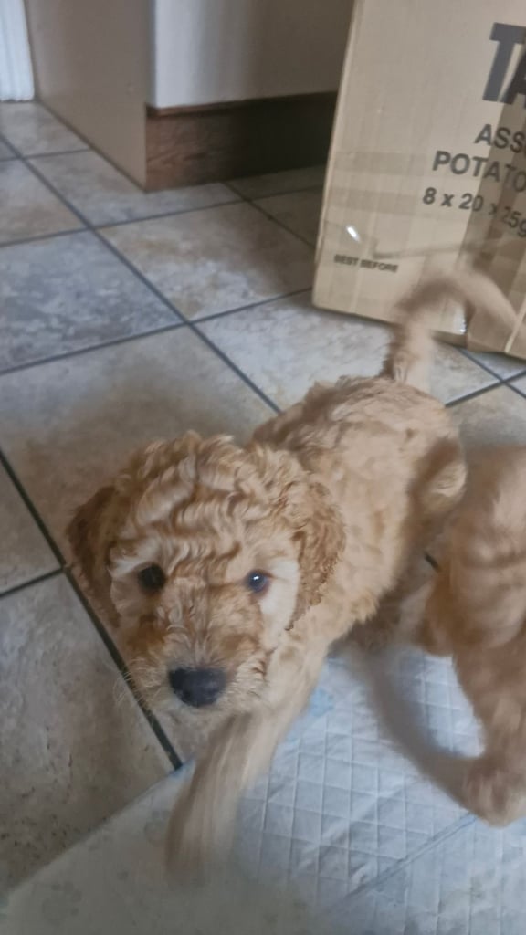 Cockapoo pups (K2)