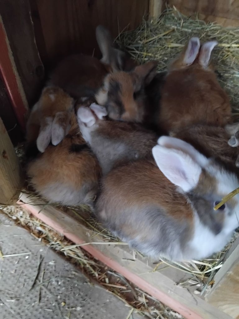 Baby mini lops