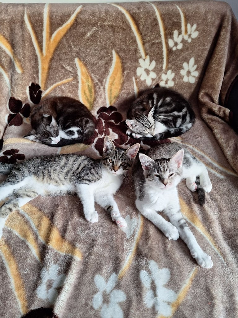 Kittens Maine Coon cross breed 