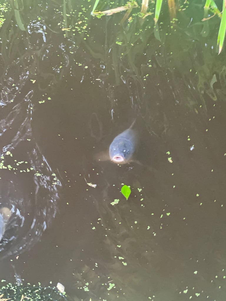 large pond fish