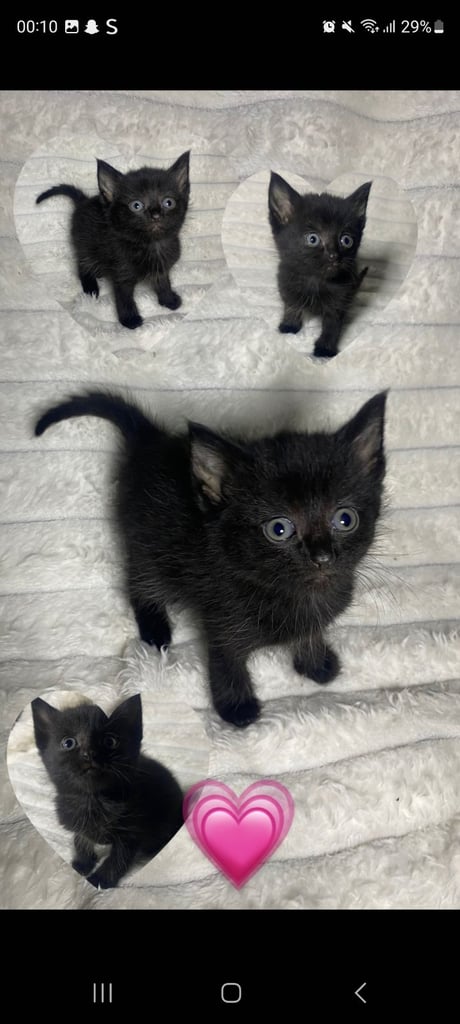 Mix fur russian blue ragdoll kittens
