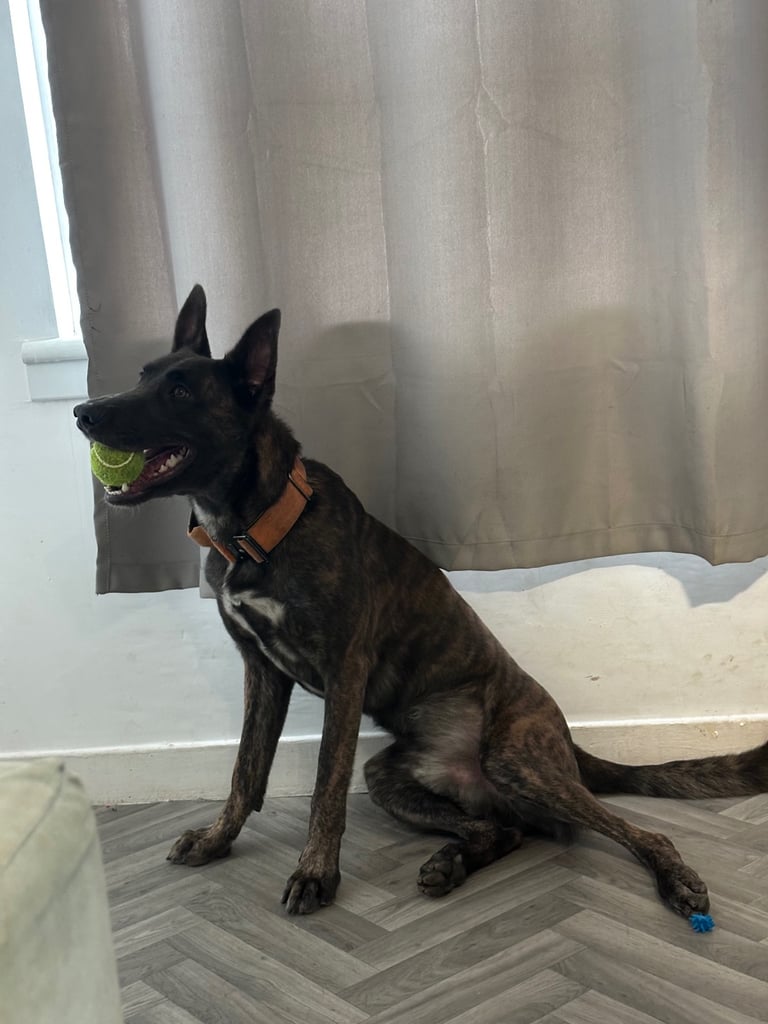 Belgian malinois x Dutch shepherd mix
