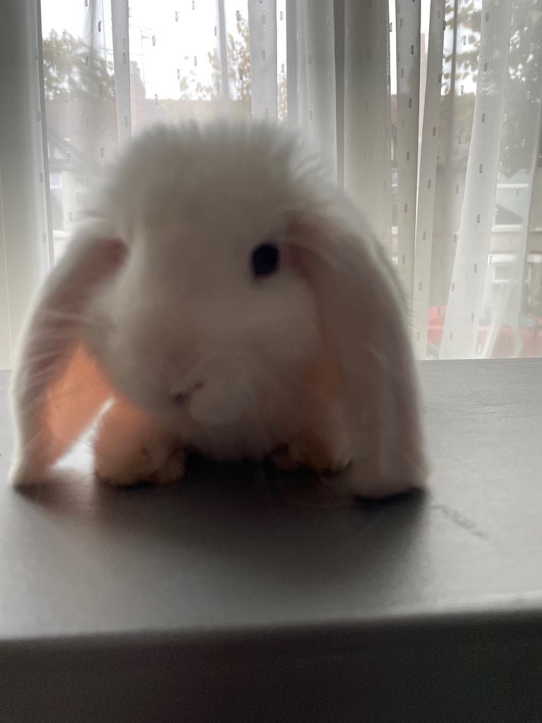 Beautiful white mini lop bunny Boy
