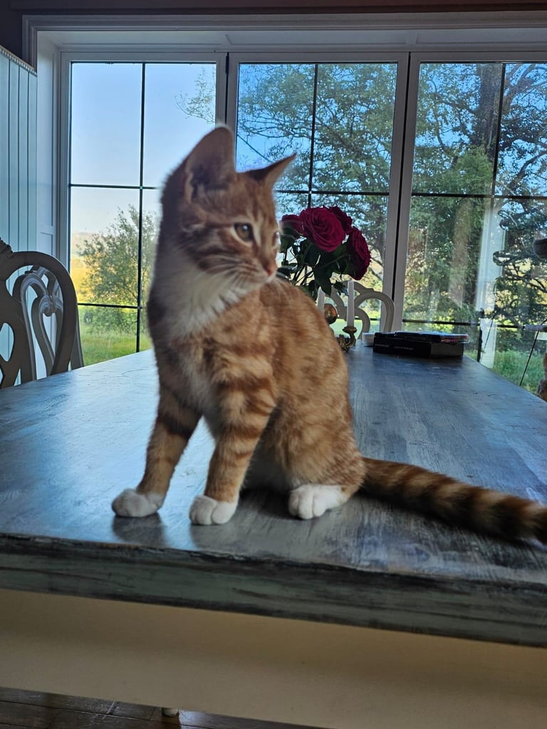Female Kitten