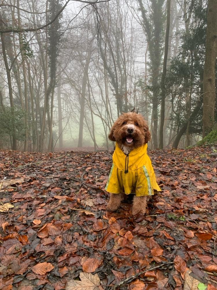 Dog Walking, Daycare & Boarding – Caterham Valley 🐶