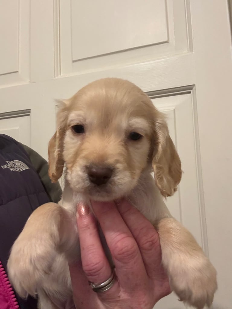 KC Cocker Spaniel Pups - ready to go sunday