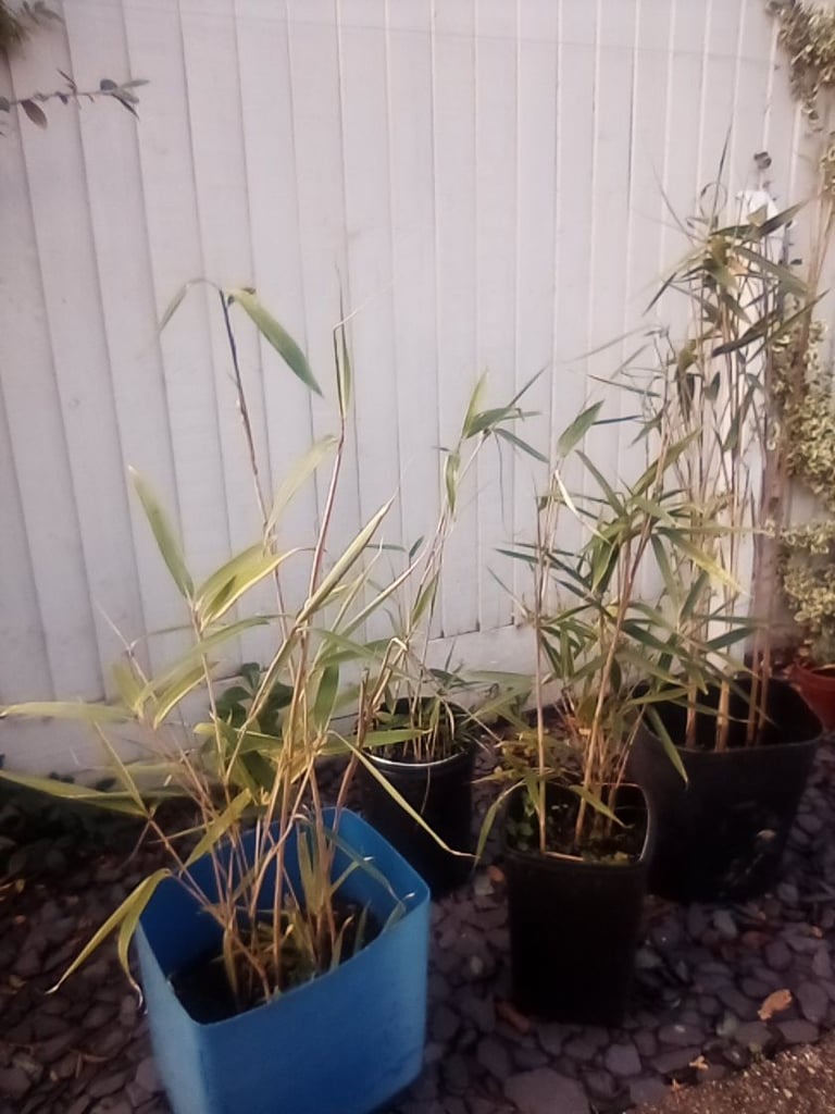 image for Selection of mature bamboo plants - £6 each