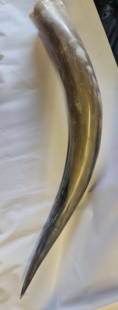 Texas Steer Skull &  Long Horns 