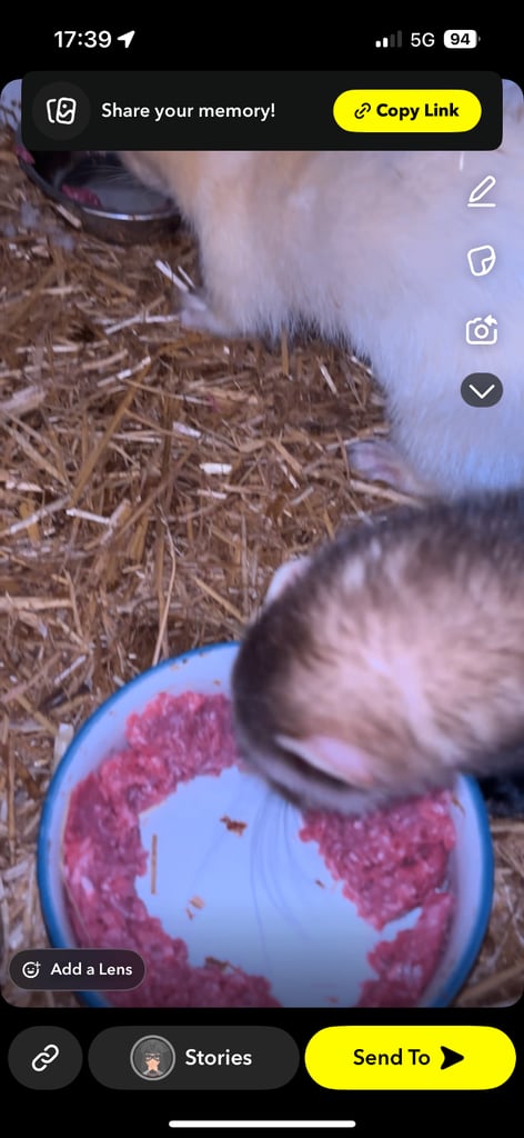 image for 2 male bonded ferrets (brothers)