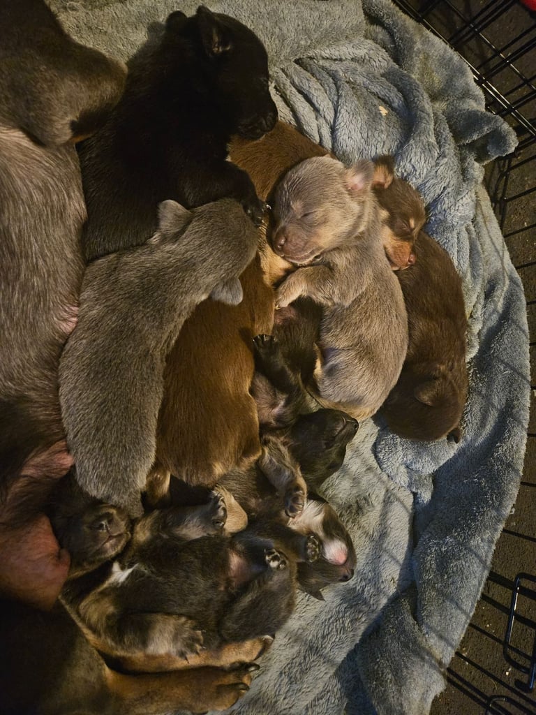 9 * 1 girl left *beautiful dachshund cross pom puppies 