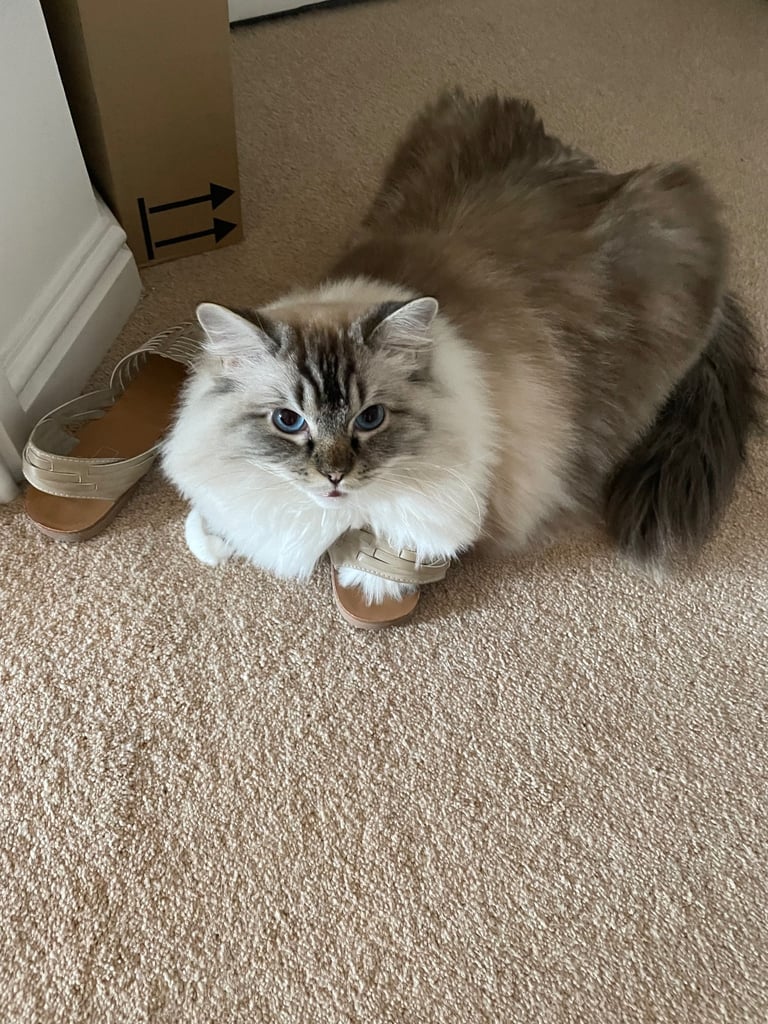 Female Adult Ragdoll for Rehoming