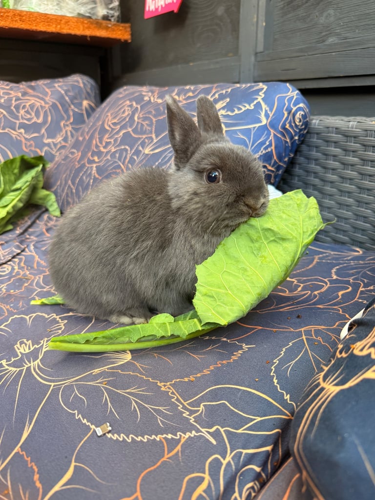 Netherlands Dwarf Bunnies