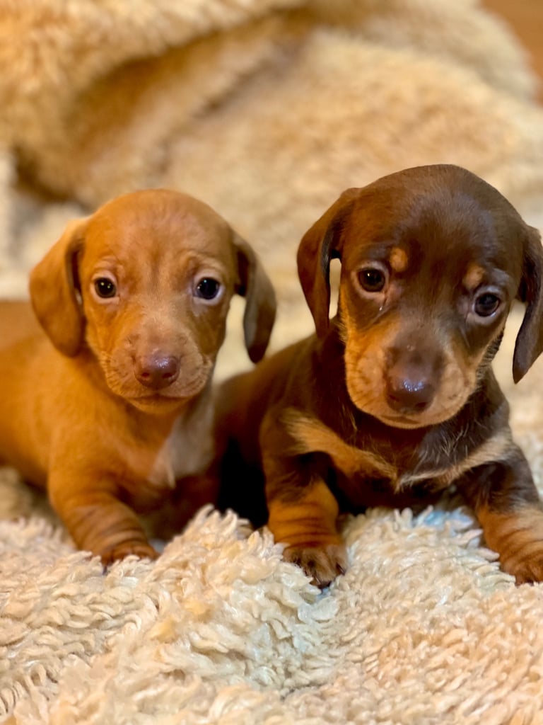 Miniature Dachshund Puppies
