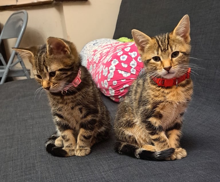 Kittens waiting for a forever home (last one)