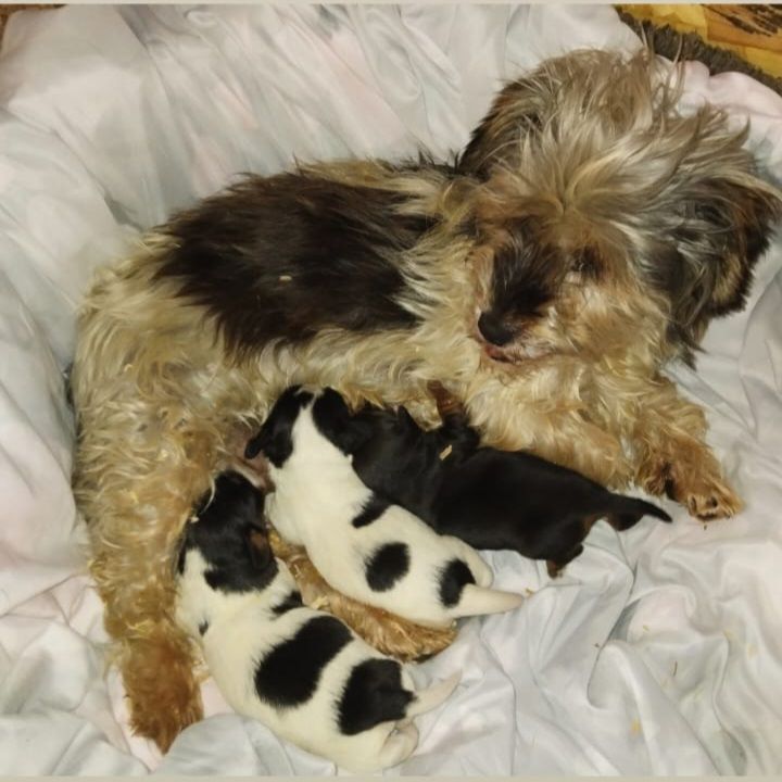 Two black and white boy puppys available 