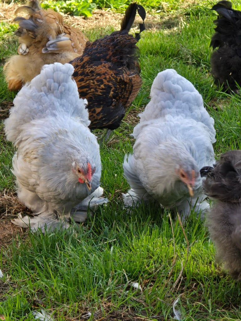 Pekin Bantams POL