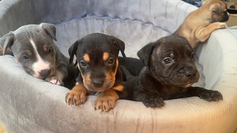 Staffy Puppies Brindle Black Boy London Staffordshire Bull Terrier Puppy