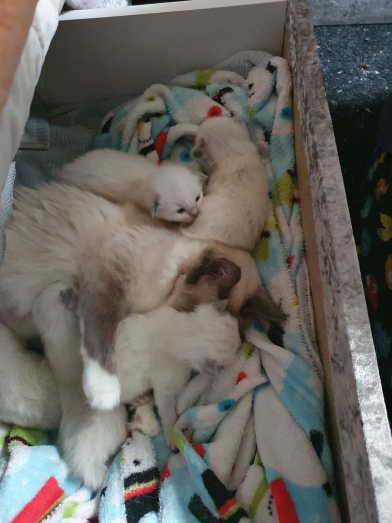 Ragdoll kittens for sale 