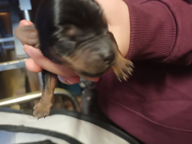 Yorkshire terrier puppy 