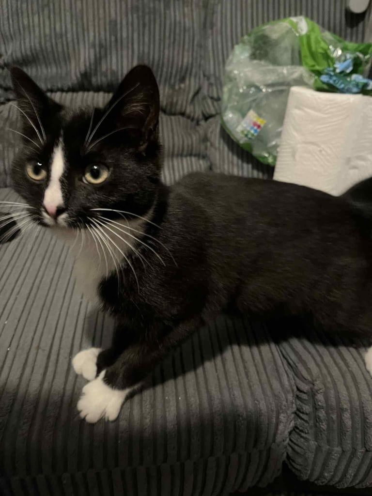 Cats for sale 