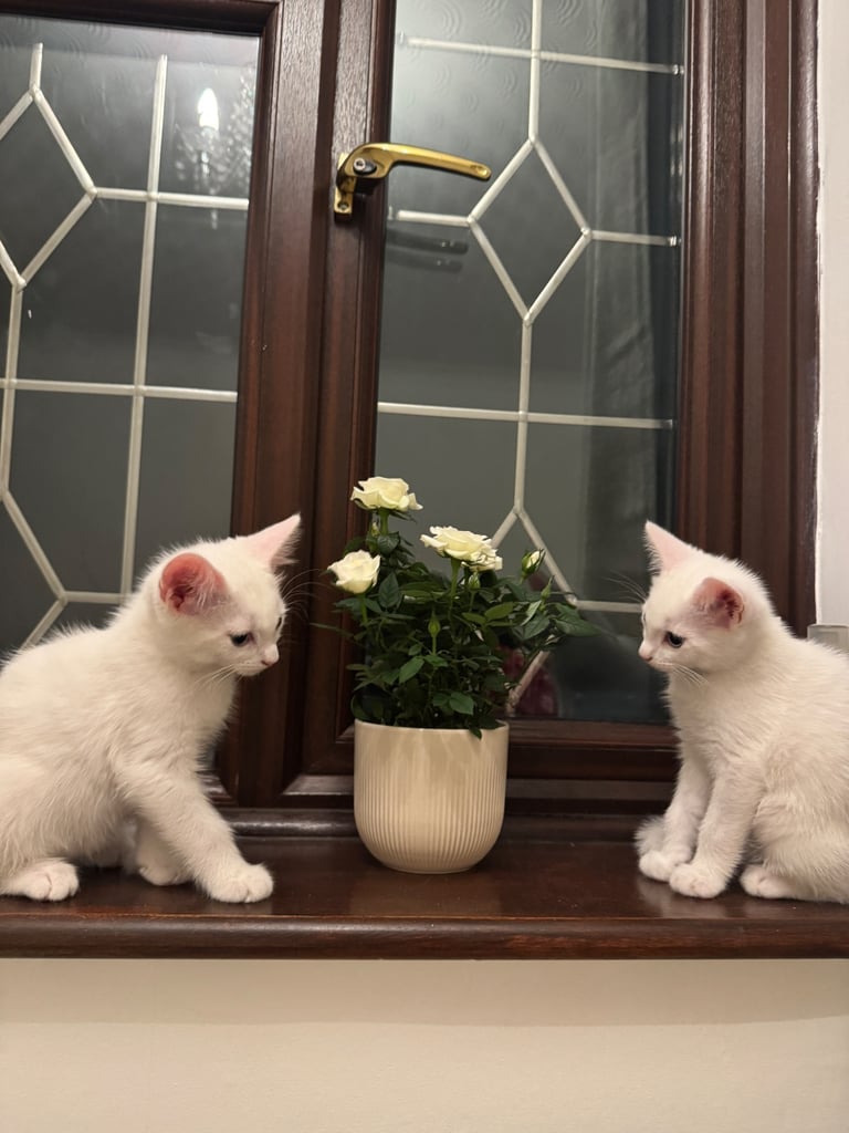 Adorable white kittens looking for their forever home