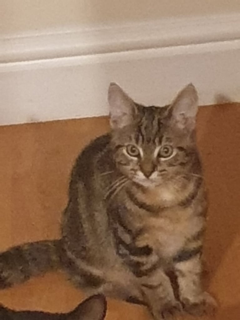 Two kittens and 15 months older kitten/cat